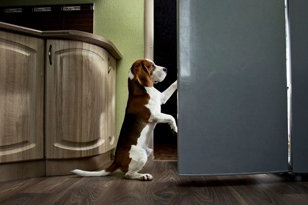 0916_pet_food_fridge_970-630x420 0916_pet_food_fridge_970-630x420