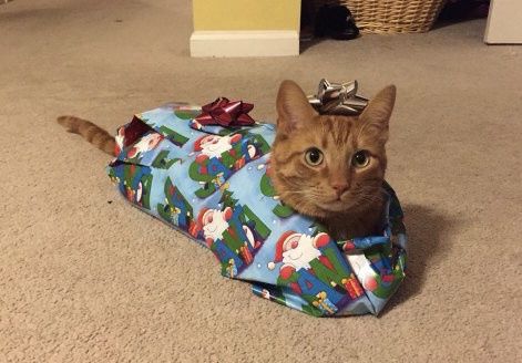 https://newbloggycat.com/tag/christmas/ https://newbloggycat.com/tag/christmas/