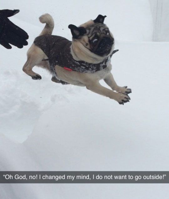 http://themetapicture.com/dogs-face-is-priceless/ http://themetapicture.com/dogs-face-is-priceless/
