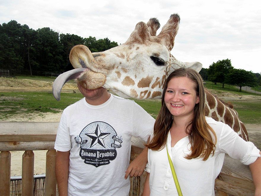 6- When Giraffes Attack 6- When Giraffes Attack