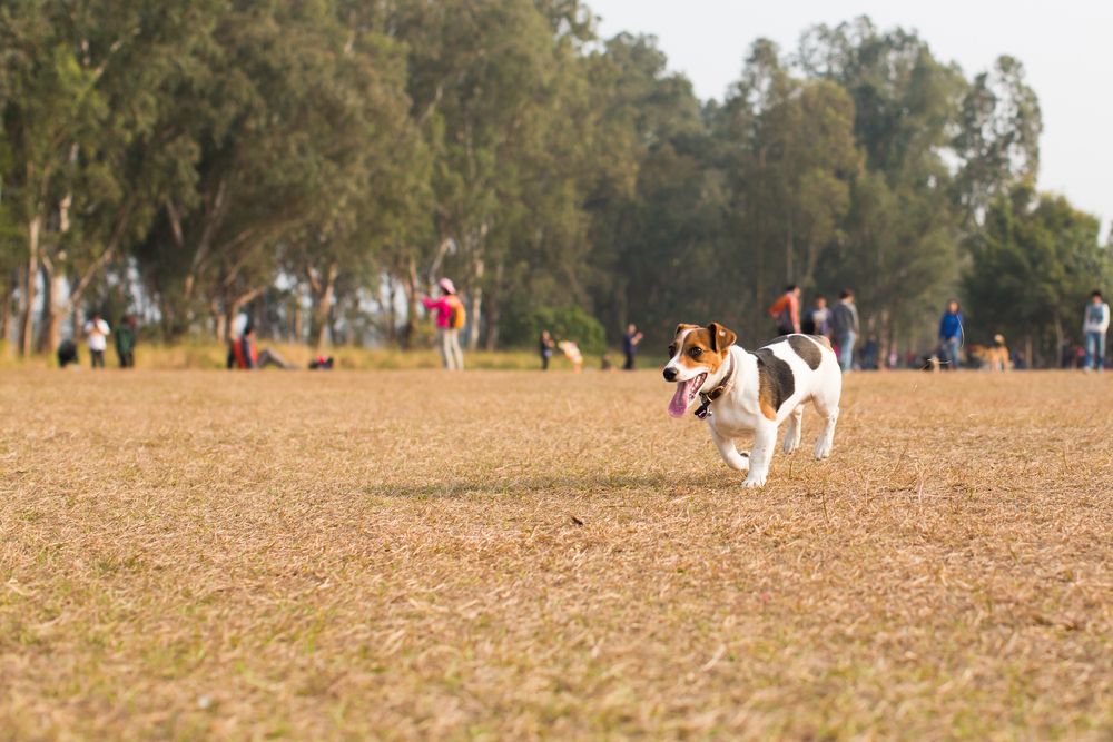 The 10 Types of People You Meet at the Dog Park | TheThings