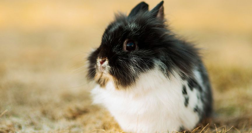 pink fluffy rabbit