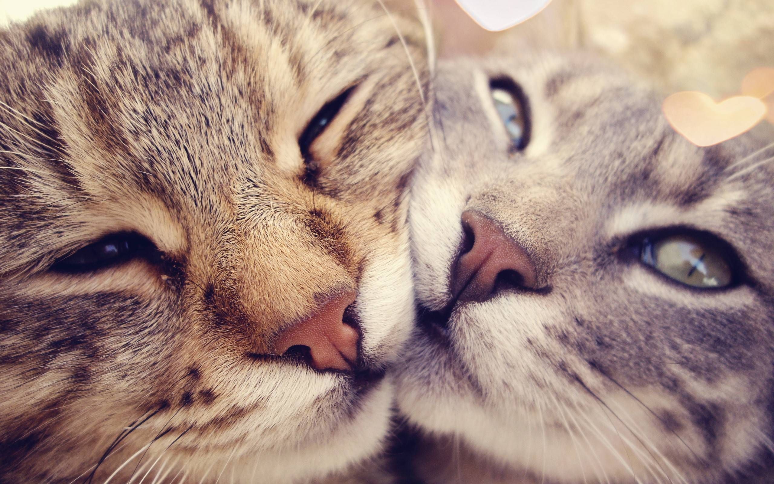 Cat Love Called