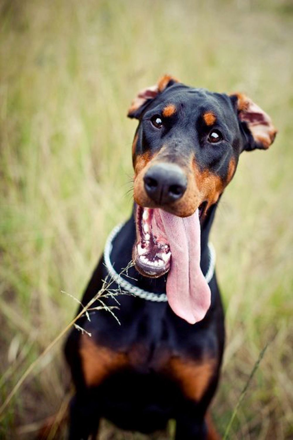 Here Are 15 Derpin' Dobermans To Make Your Day | TheThings