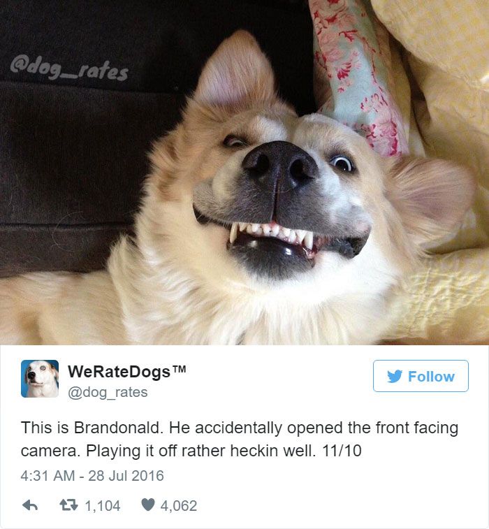 15-hilarious-times-we-rate-dogs-won-twitter