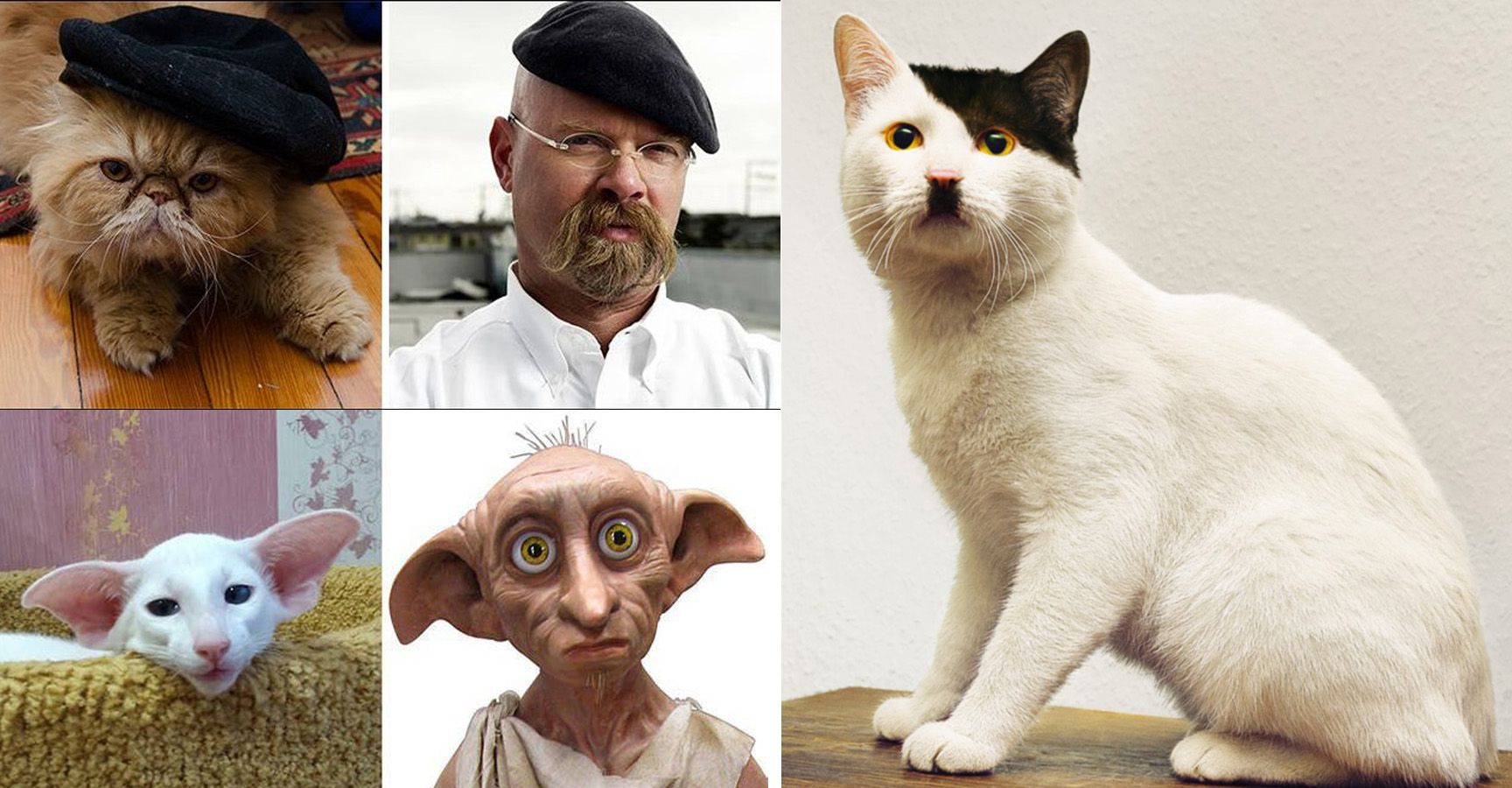 people who look like their cats