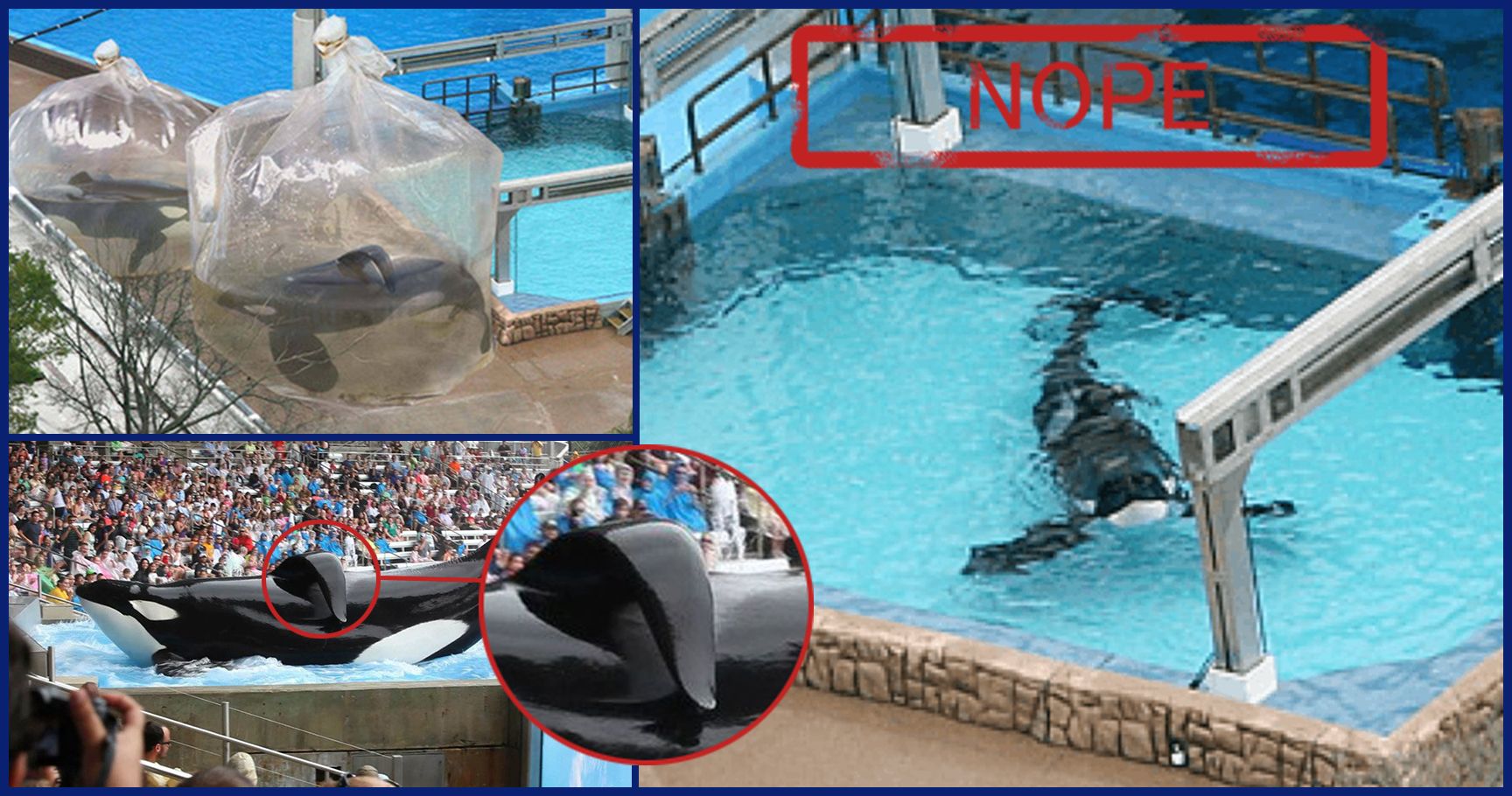 outrageous-images-that-prove-seaworld-should-be-shut-down