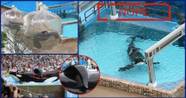 Outrageous Images That Prove SeaWorld Should Be Shut Down