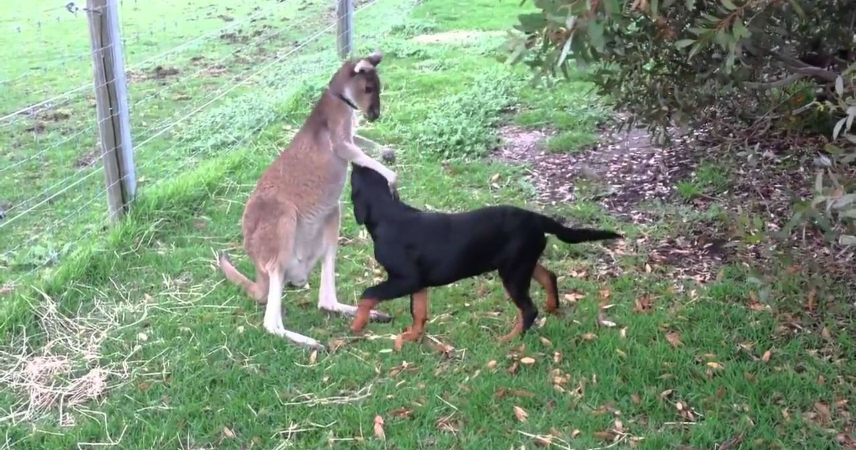 Adorable Kangaroo Meets Dog For First Time