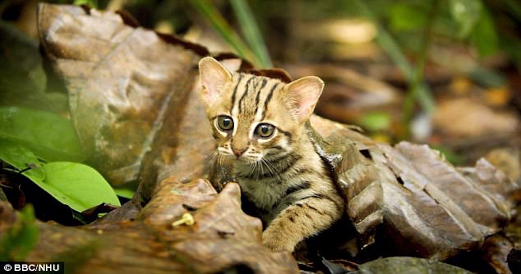 World's Tiniest Wildcat Could Fit In The Palm Of Your Hand