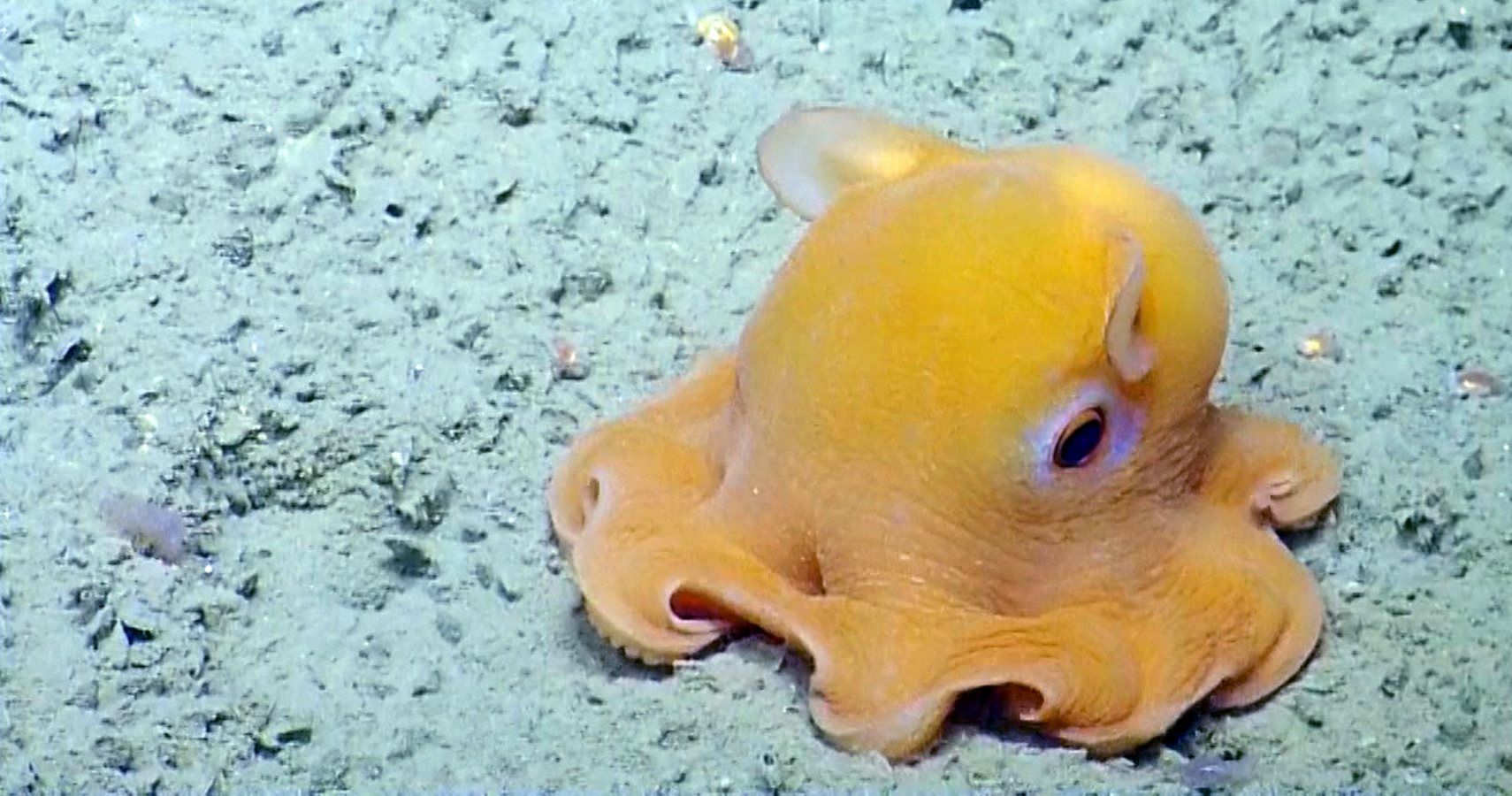 dumbo octopus eggs