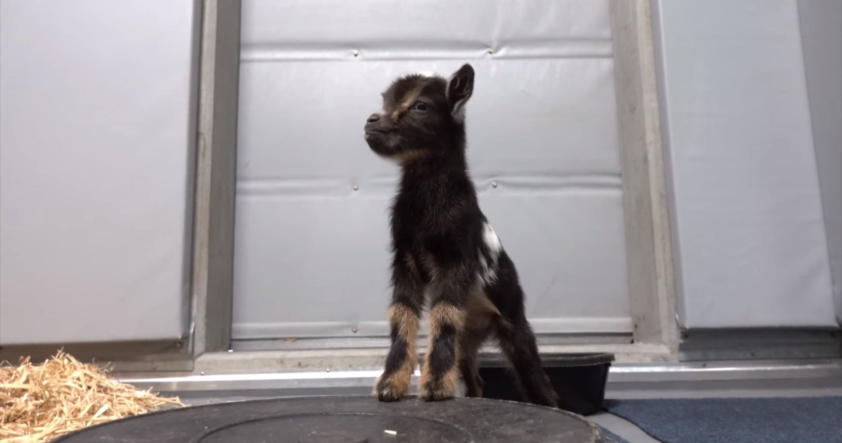WATCH: Oregon Zoo Has A New Baby Dwarf Goat
