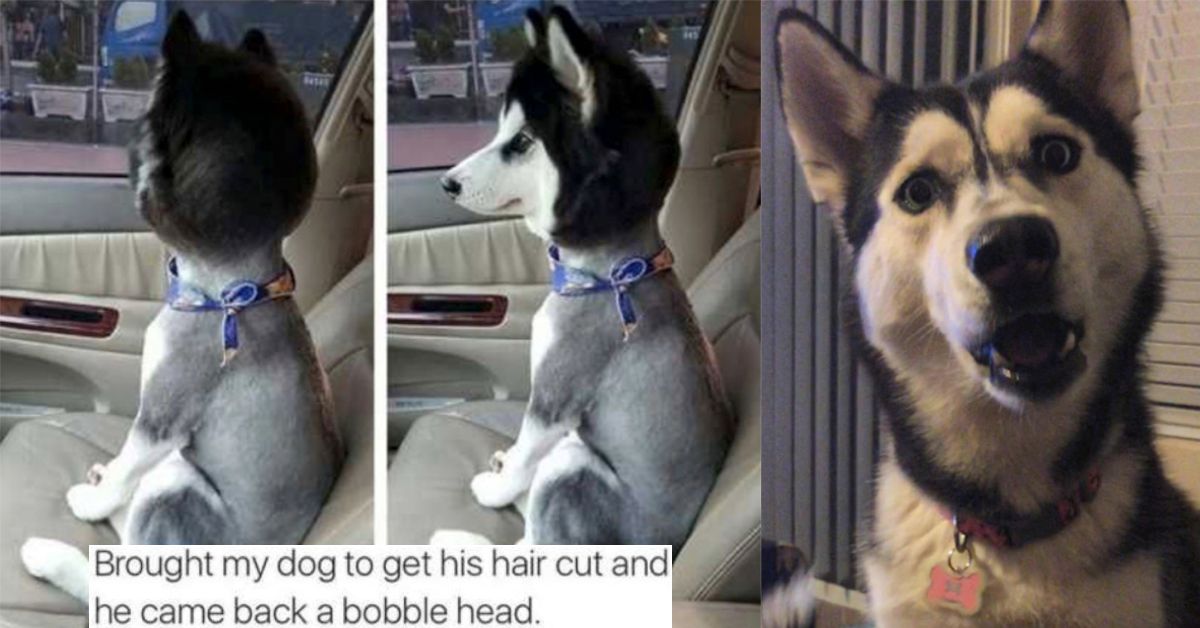 haircuts for husky dogs