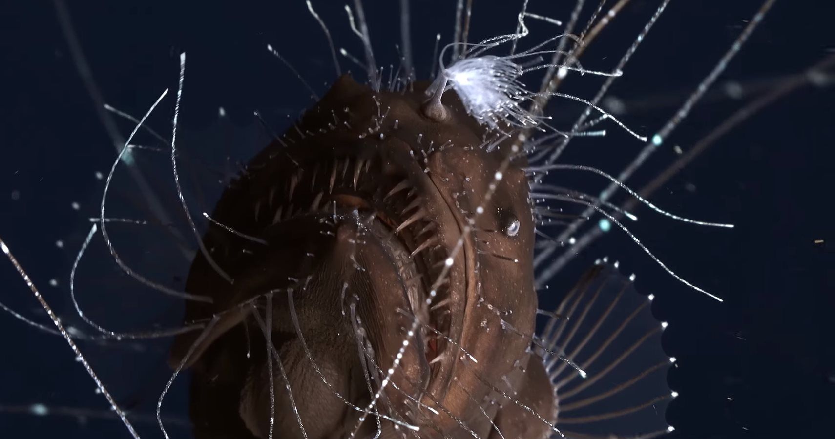 First Footage Of Deepsea Anglerfish Pair Youtube
