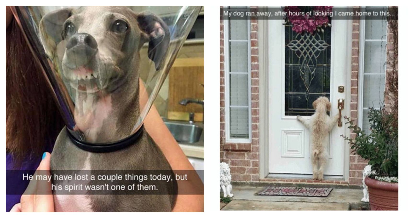 The Perfect Snapchat Stories Didn't Exist Until We Saw These 15 Dog Pics