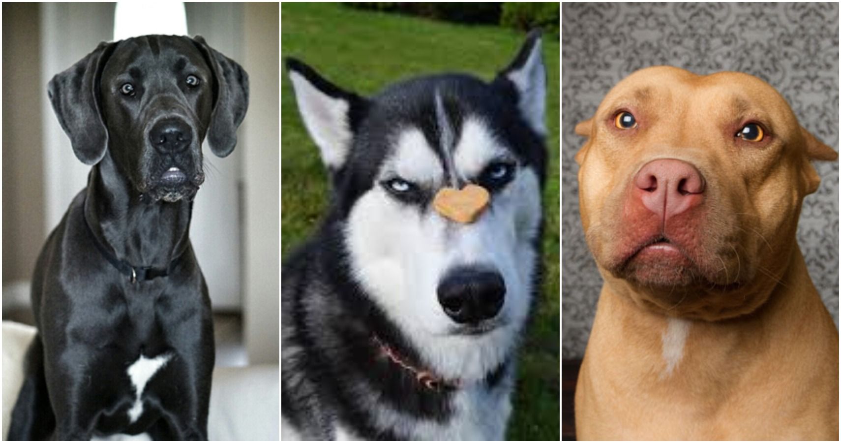 Are German Shepherds Banned In Lexington Kentucky