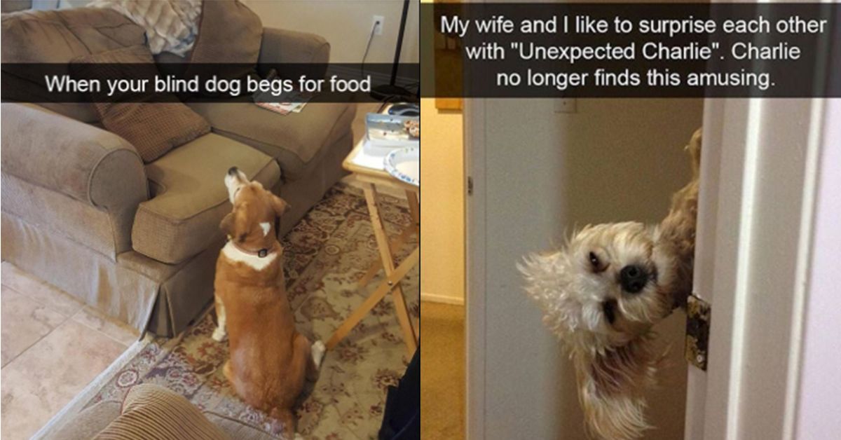 The Internet Has Blessed Us With These 23 Dog Snapchats