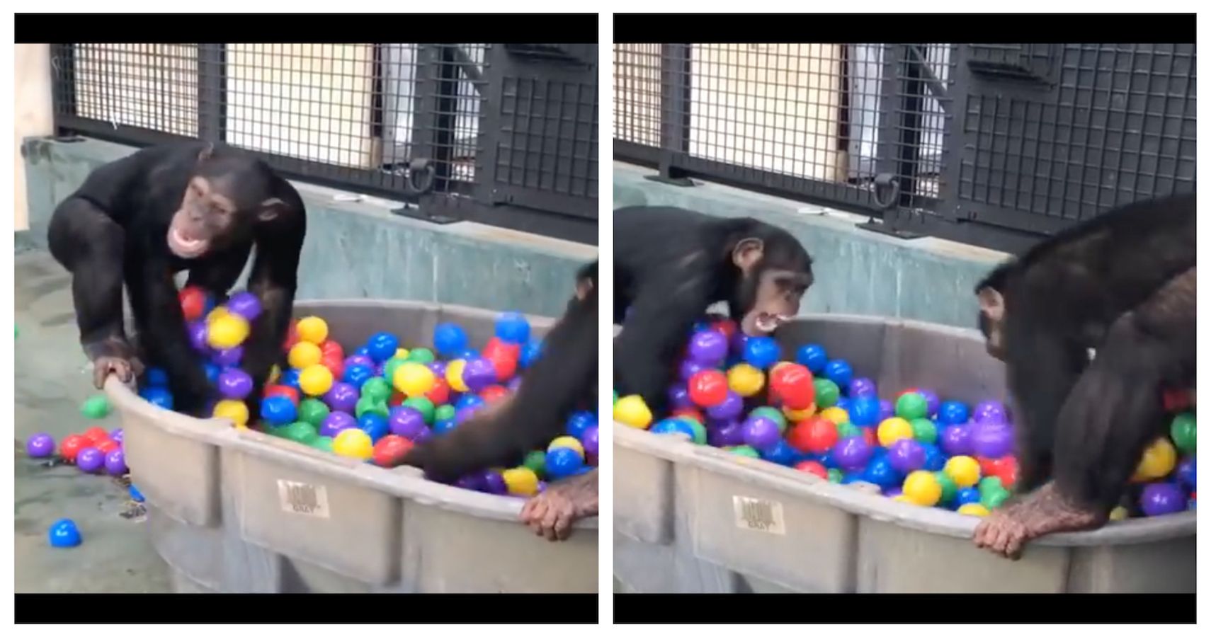 WATCH Chimps Playing In A Ball Pit