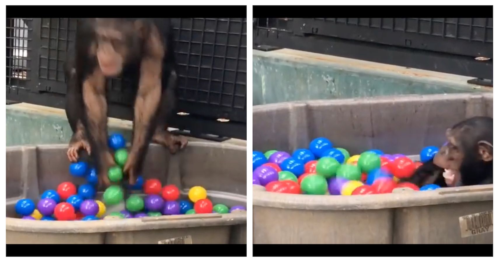WATCH Chimps Playing In A Ball Pit