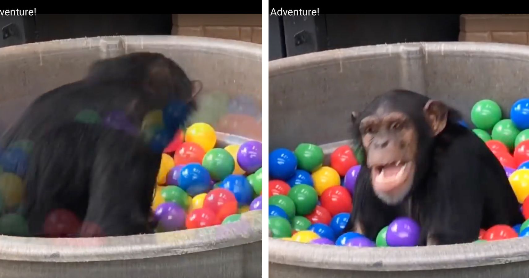 WATCH Chimps Playing In A Ball Pit