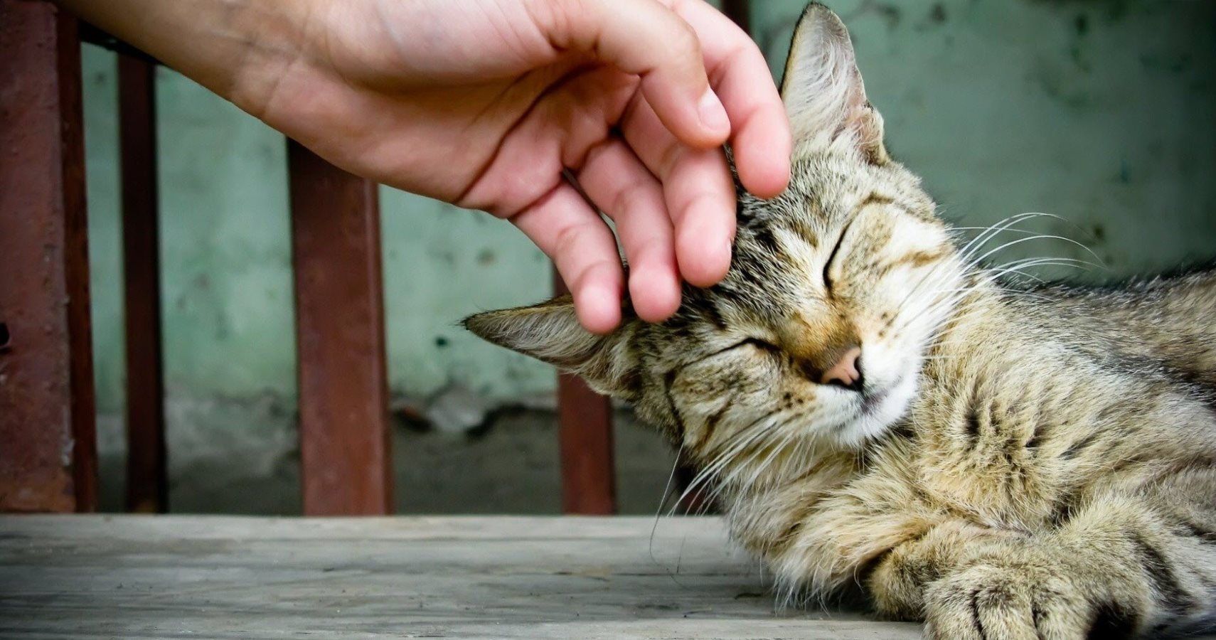 Cats Can Aid In Stress Relief