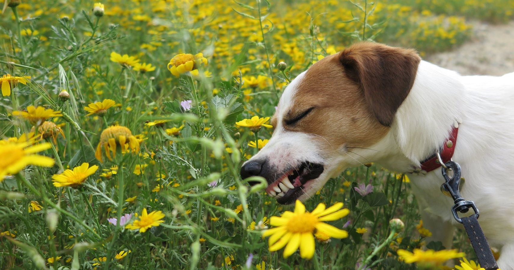 Some Summer Plants Are Dangerous For Dogs Here s How To Keep A Pup Safe