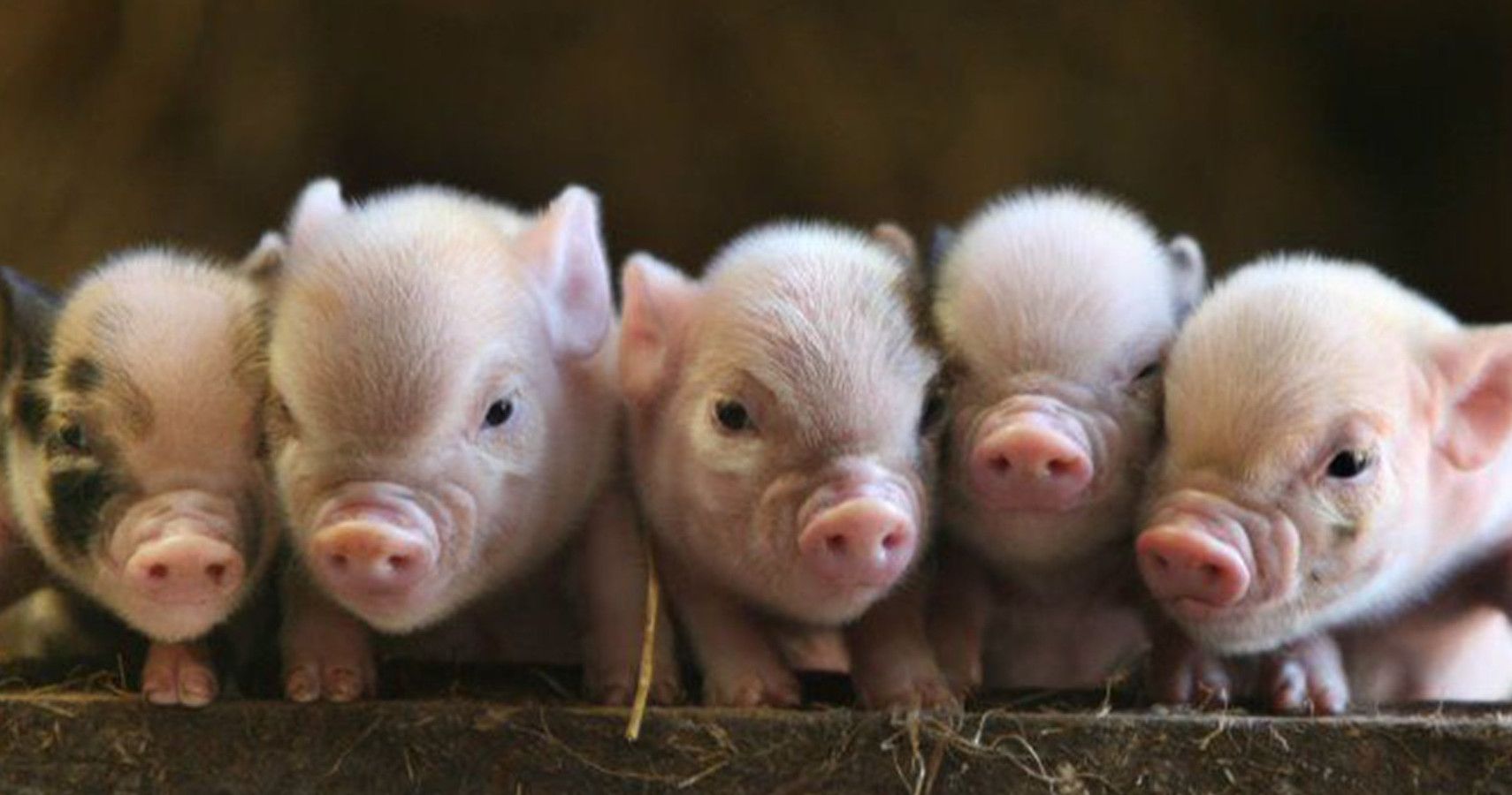 cutebaby pigs