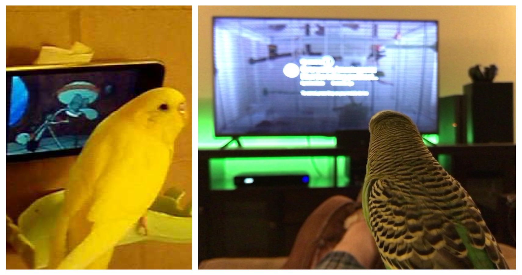 plastic parakeet buddy