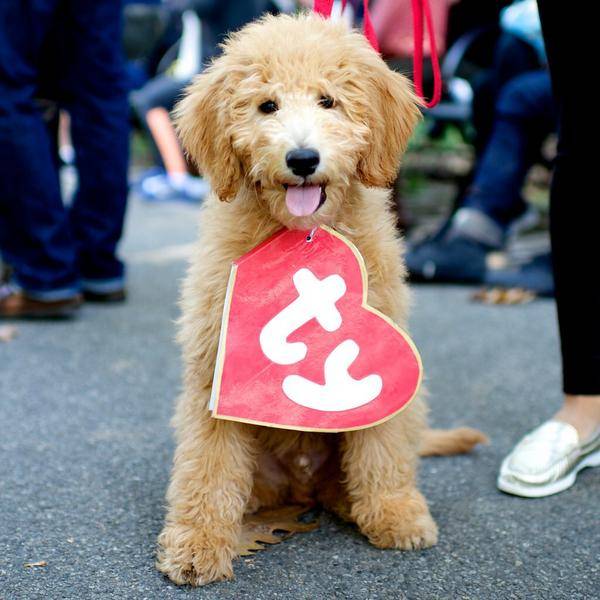 Goldendoodle Halloween Costumes 2022