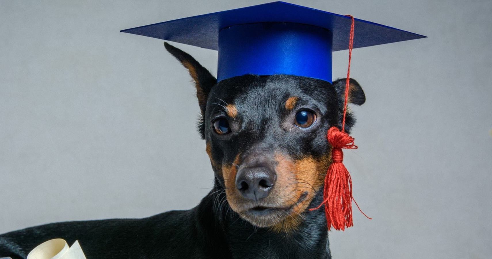 Dog graduation cap outlet petco