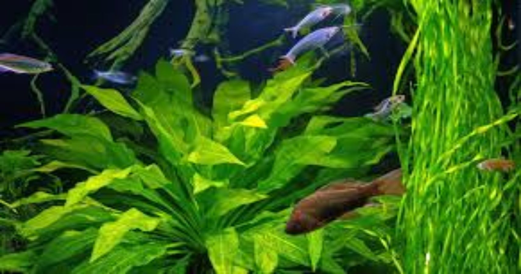 Easy To Grow Aquarium Plants For Beginners - Images 54 1