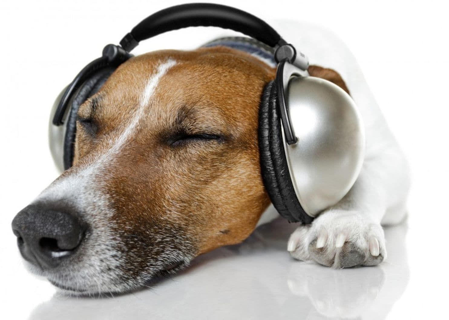 Dog listening to canine lullabies