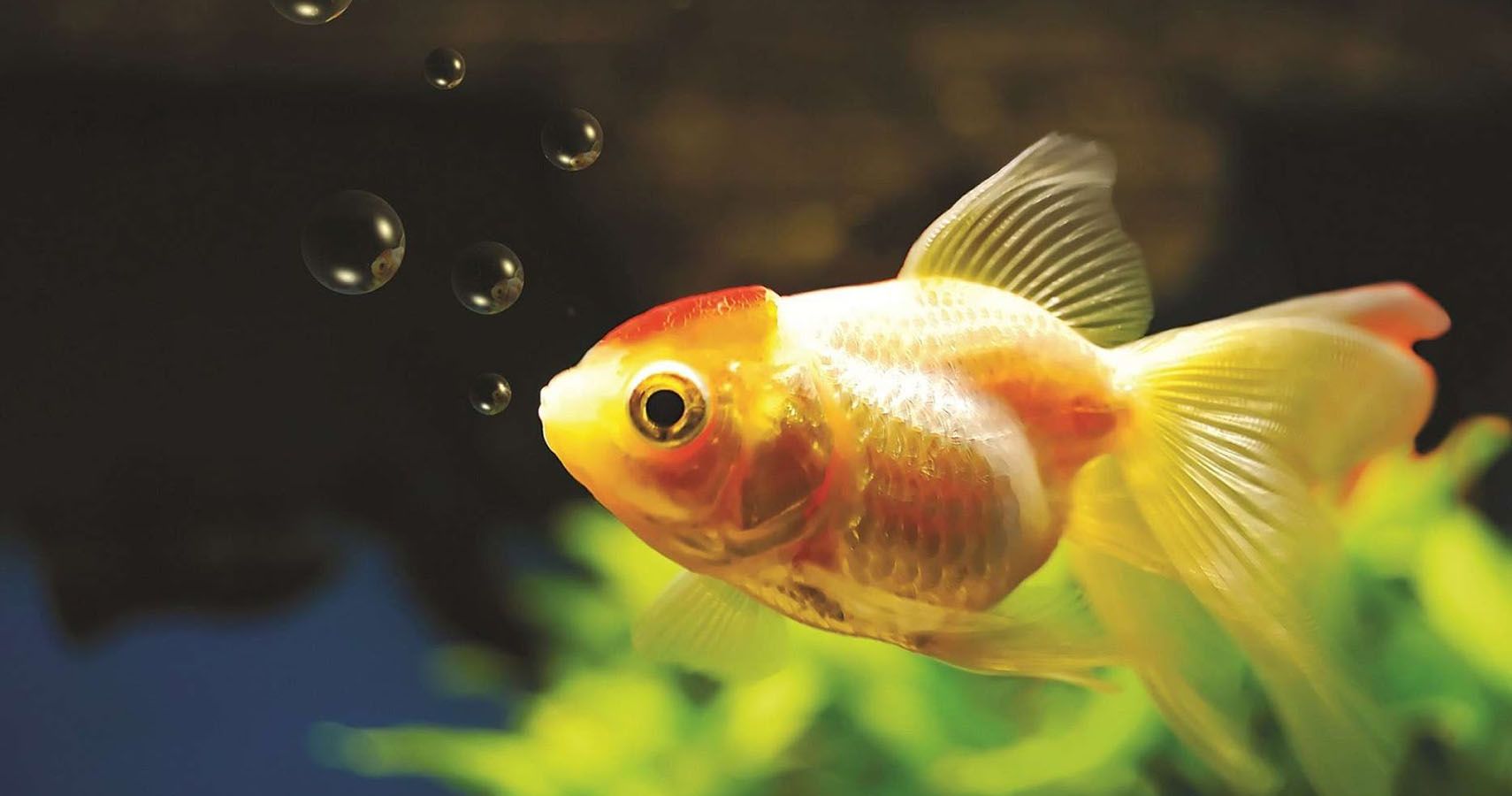 Don't Flush Him! Paris Aquarium Provides Sanctuary For Unwanted Goldfish