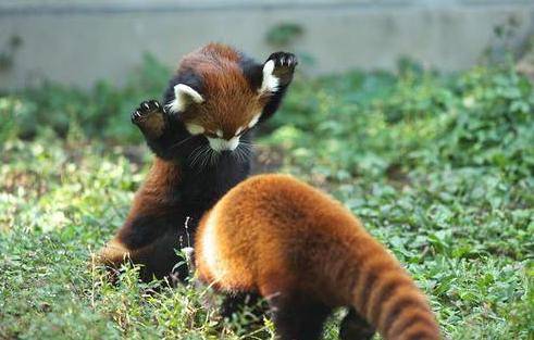 Wildlife Park S Video Of Baby Red Pandas Raises Awareness About Endangered Species