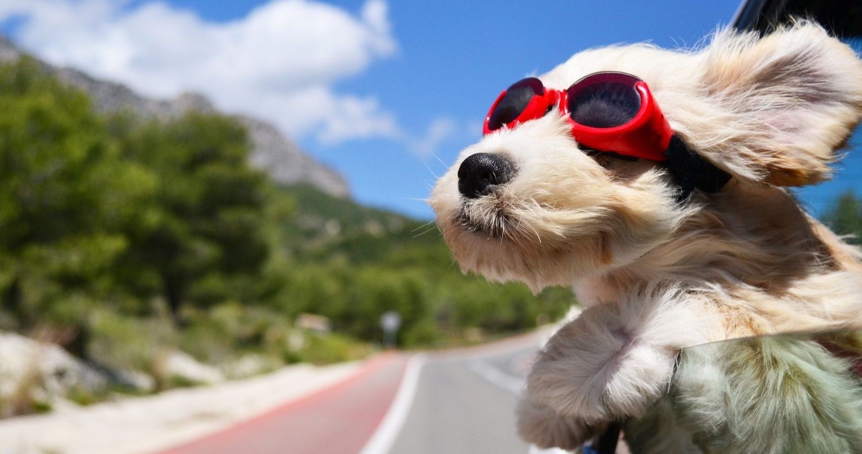 love bugs probiotics for dogs canada