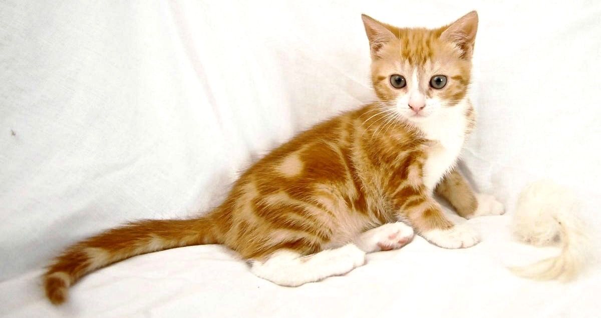 Adorable 6Legged Kitty Is On The Hunt For Her Furever Home