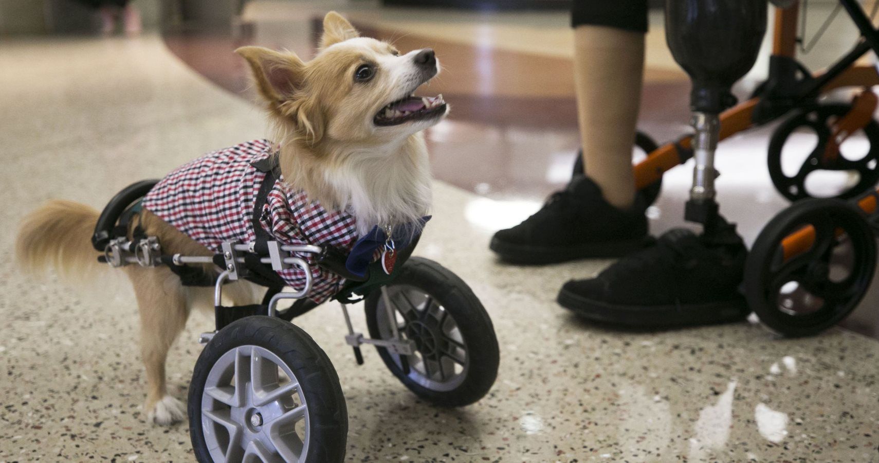 This Therapy Dog May Be Missing His Front Legs, But He Won't Let That Stop Him From Helping People