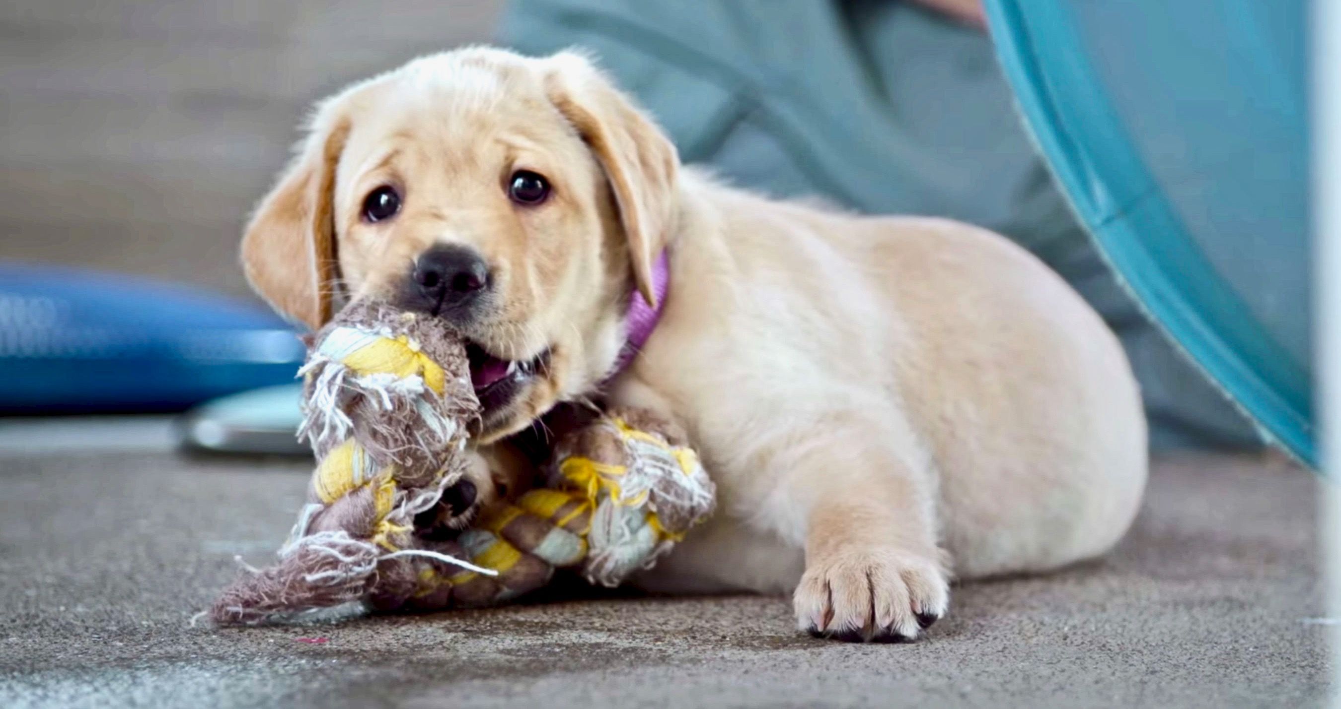 'Pick Of The Litter' Follows Hero Dogs On Road To Guide Dogs