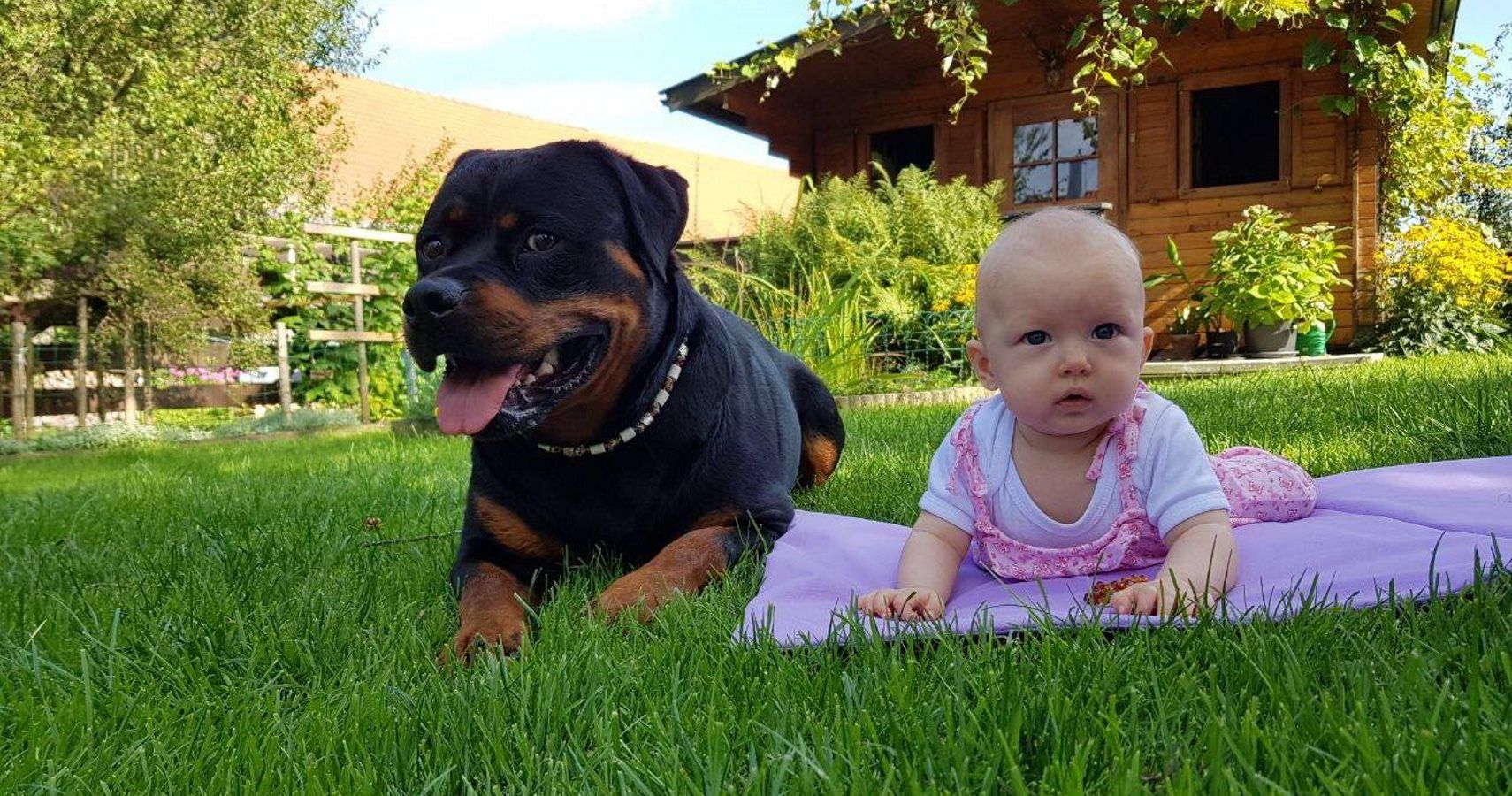Massive Rottweiler Shows Soft Side Singing Nursery Rhymes With Tiny Human
