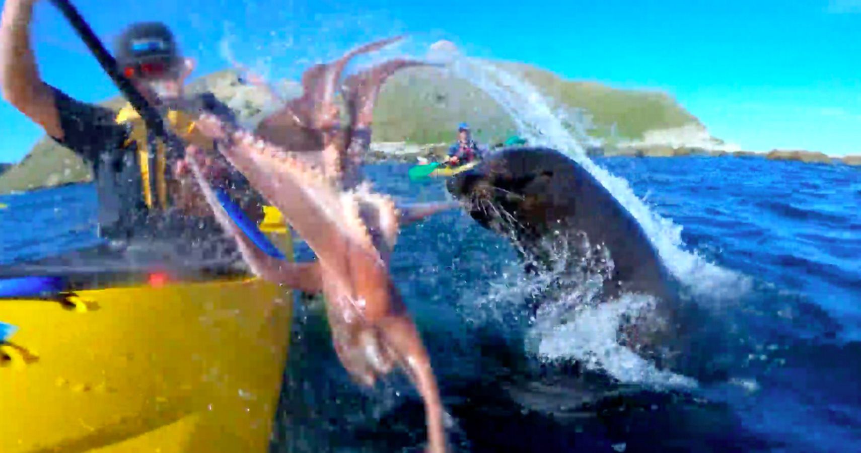 Sassy Seal Slaps Kayaker Across The Face With An Octopus In Hilarious Video
