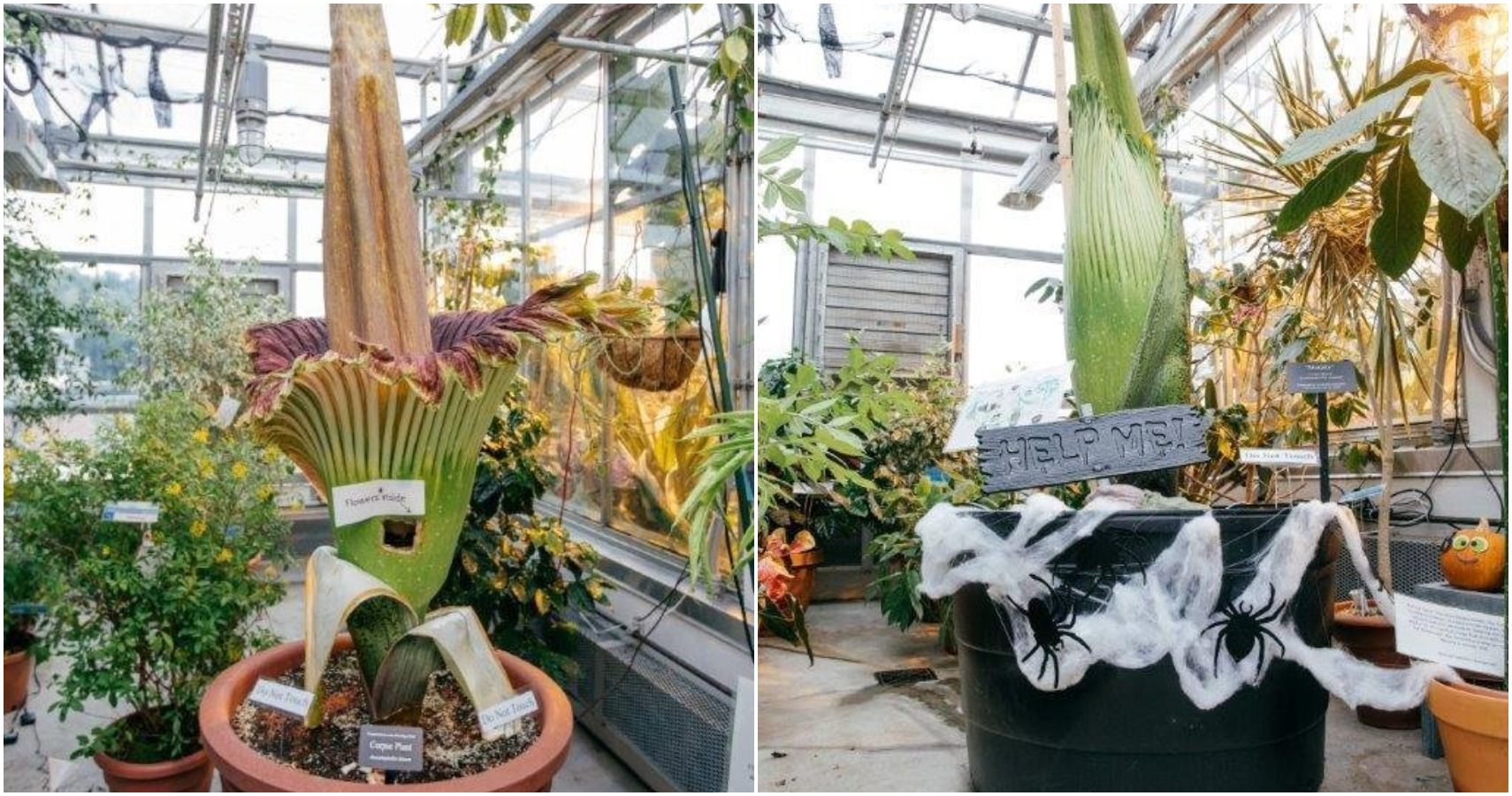 Putrid 'Corpse Flower' Ready To Bloom Just In Time For Halloween