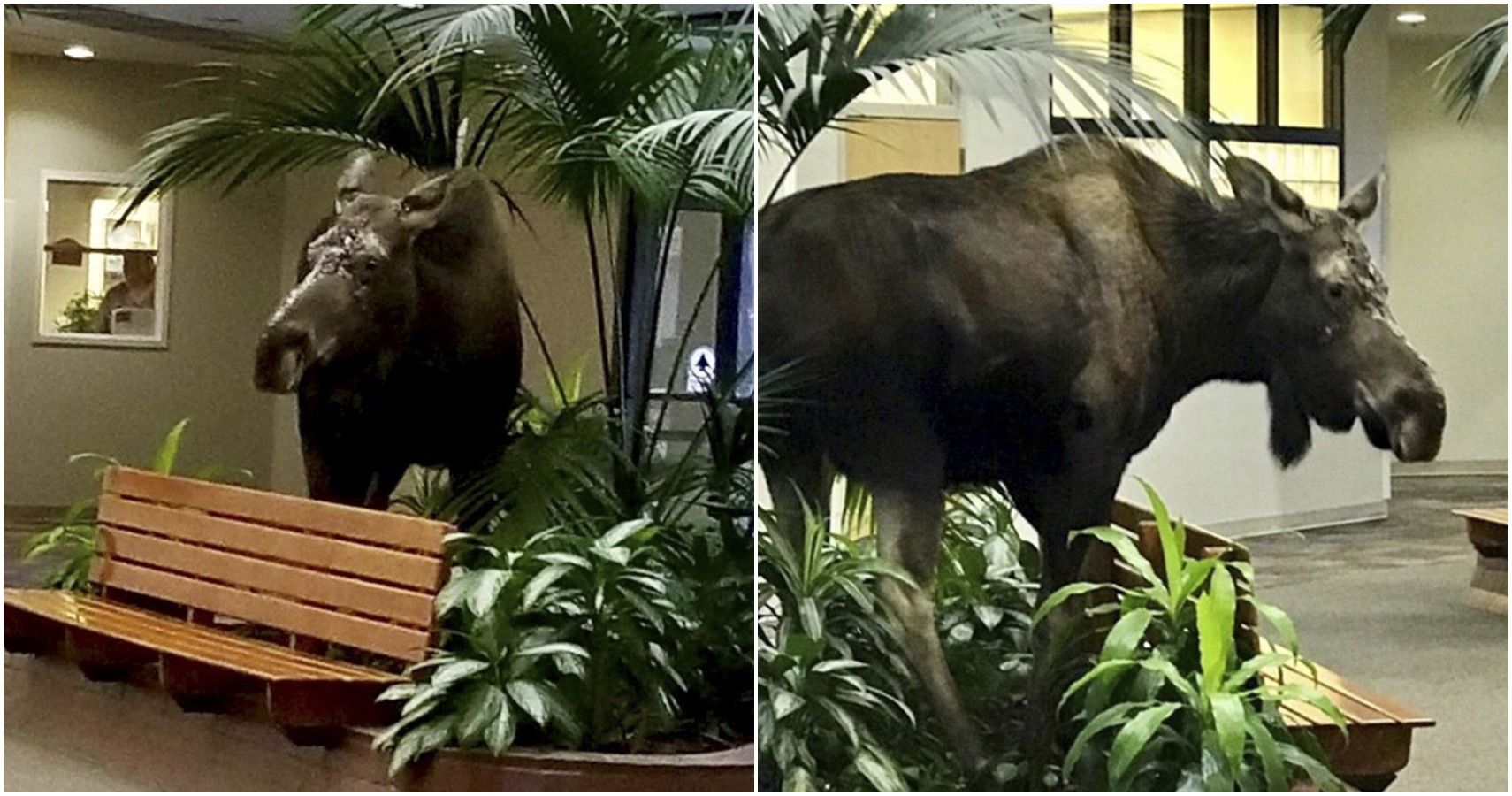 Moose Enters Alaskan Hospital For Checkup
