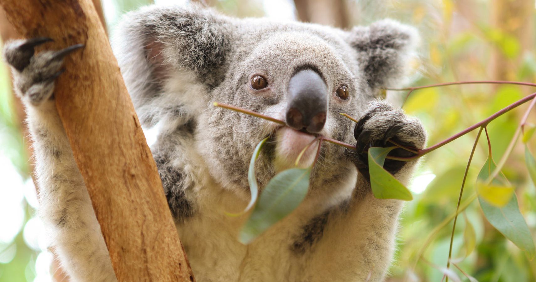 Thirsty Koala Gratefully Accepts Human Hydration | TheThings