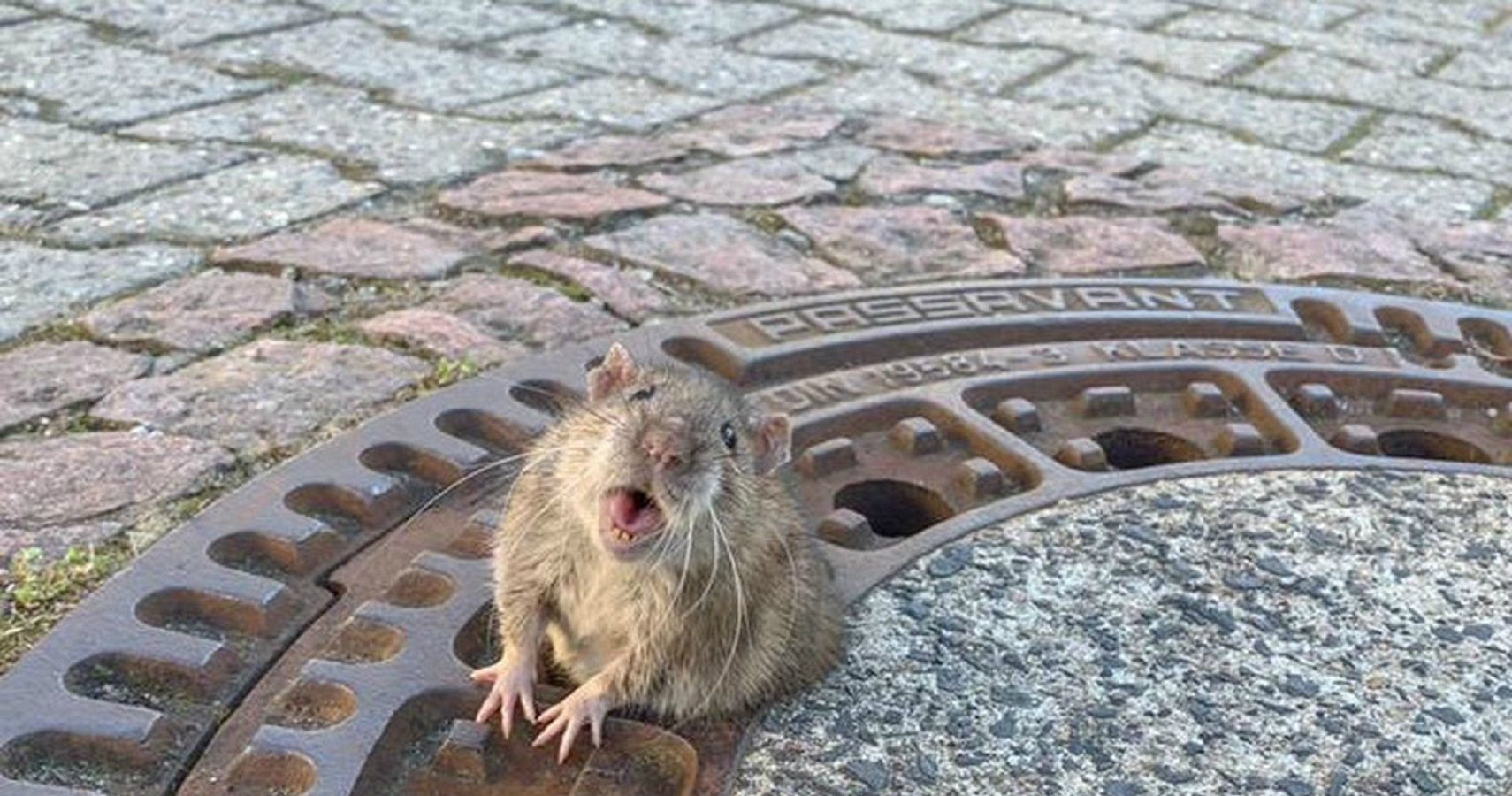 Fat Rat Firefighter Rescue Manhole Cover