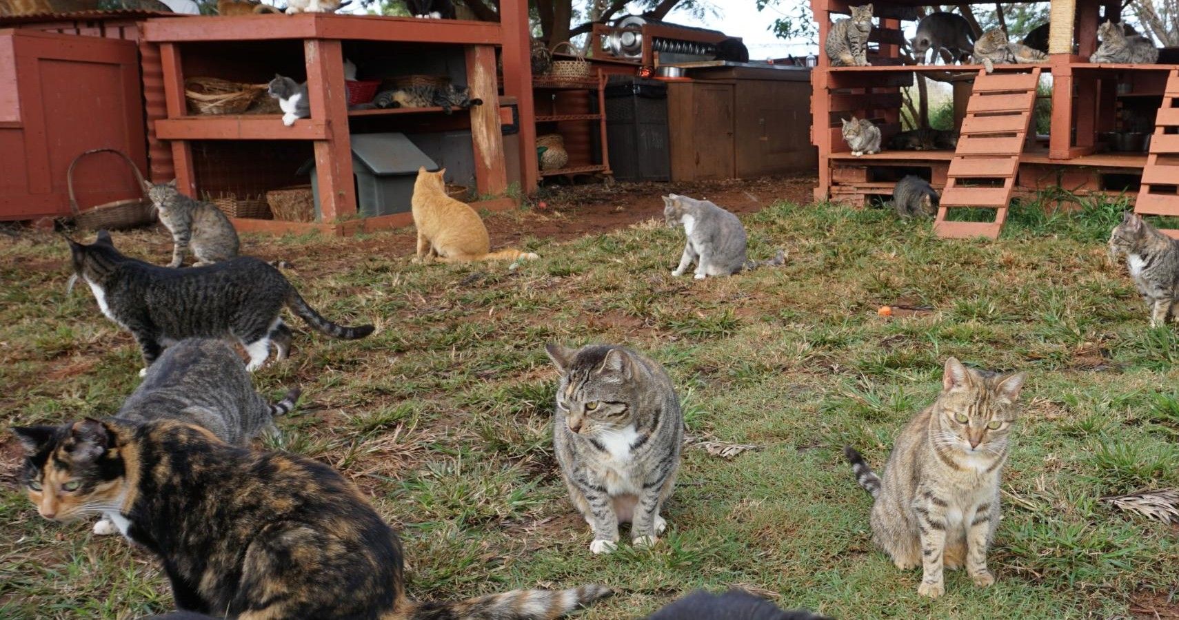 Hawaiian Cat Sanctuary Houses Over 600 Strays (And It's Free To Visit)