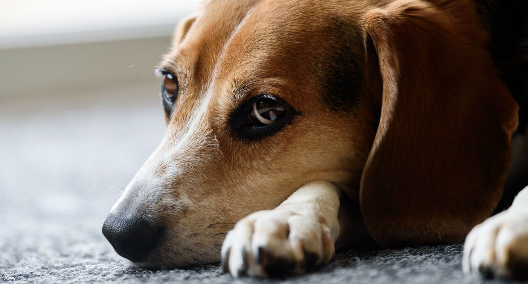 beagles-used-for-chemical-testing-will-be-released-and-up-for-adoption