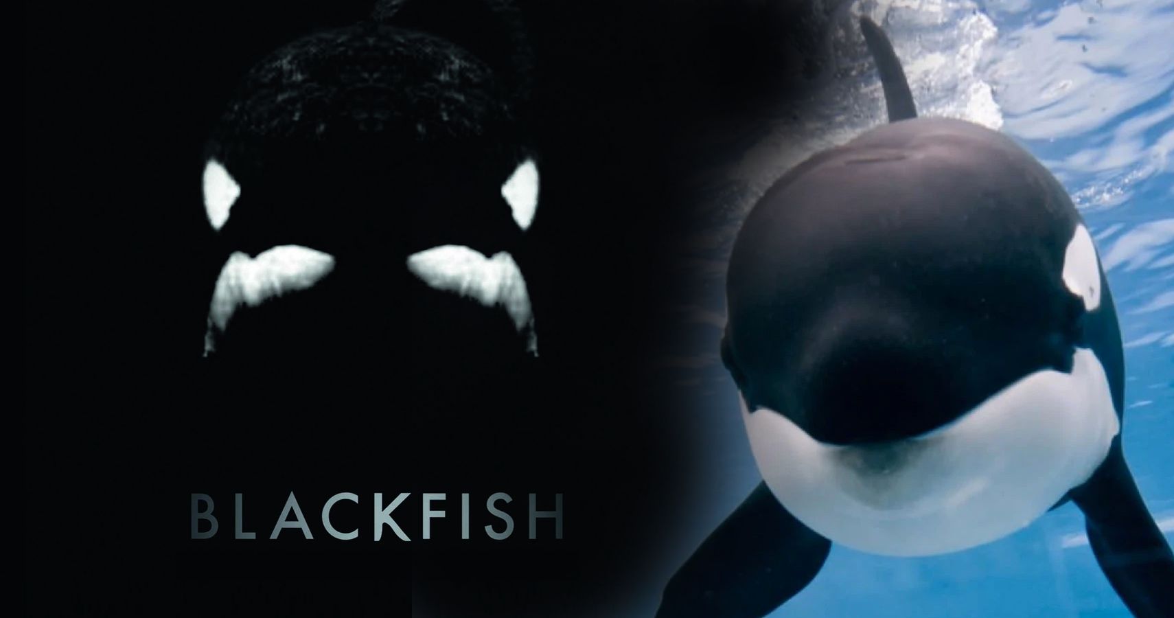 After Blackfish: 5 Things That Have Changed At Sea World (&amp; 5 That Are  Still The Same)