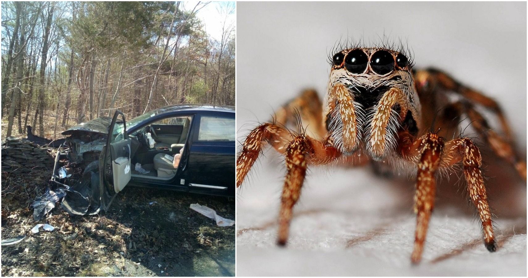 Woman Decides It Is Better To Crash Than Share A Vehicle With A Spider