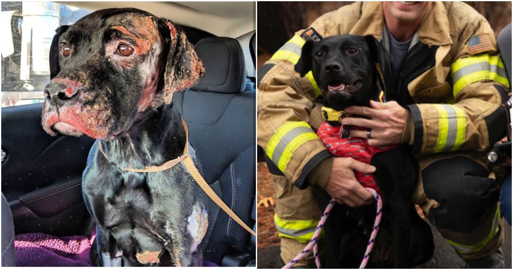 Black Lab Horribly Burned In House Fire Adopted By Firefighter