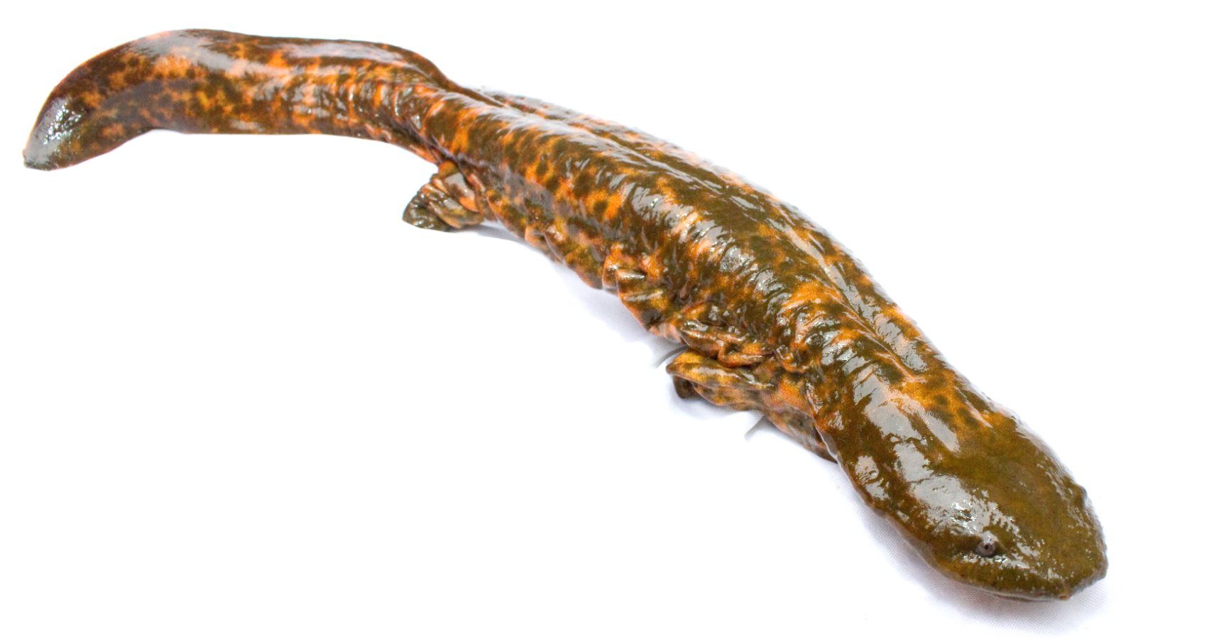 Eastern Hellbender Has An Awesome Name And Is Now Pennsylvania's Official Amphibian